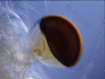 小螃蟹海浮游生物磷虾