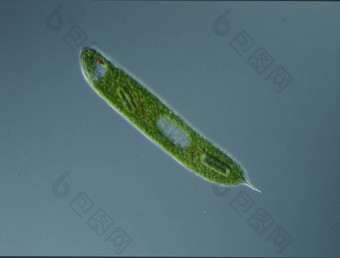 <strong>绿色藻</strong>类高放大显微镜