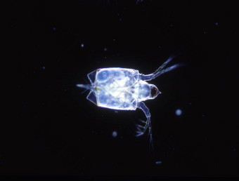 小螃蟹海浮游生物磷虾