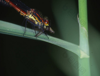 阿多尼斯蜻蜓栖息叶吃飞