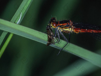 阿多尼斯蜻蜓栖息叶吃飞