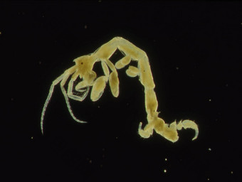 小螃蟹海浮游生物<strong>磷虾</strong>