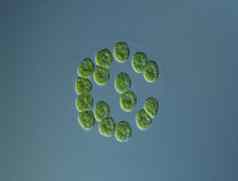 绿色藻类高放大显微镜