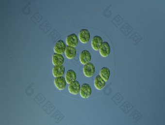 <strong>绿色藻</strong>类高放大显微镜