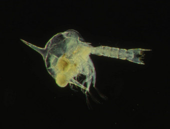 磷虾海浮游生物天线