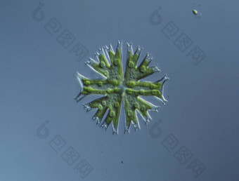 观赏藻类micrasterias滴水
