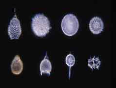 硅藻海显微镜