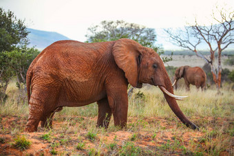 非洲<strong>布什大象</strong>学名Loxodonta非洲覆盖红色的灰尘