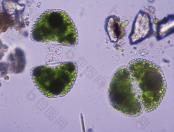 装饰藻类部门显微镜