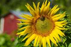 蜜蜂坐着向日葵特写镜头向日葵阳光明媚的夏天一天农场
