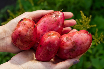 新鲜的瓦赫德红色的土豆收获时间自制的发芽土豆花园首页园艺生态日益增长的概念