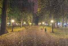 晚上公园秋天下降黄色的叶子