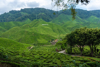 茶种植园卡梅隆谷绿色山高地马来西亚茶生产绿色灌木年轻的茶