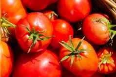 背景成熟的红色的西红柿特写镜头生态食物首页园艺概念