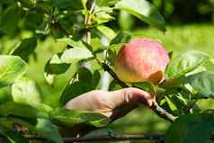 女人手挑选成熟的苹果苹果树阳光明媚的夏天一天生态食物首页园艺概念