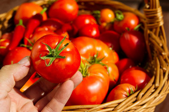 农民的手持有番茄背景篮子西红柿西红柿编织篮子特写镜头生态食物首页园艺概念