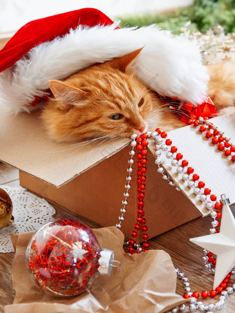 可爱的姜猫谎言盒子圣诞节一年装饰
