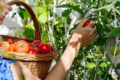 温室女孩的手收集成熟的红色的生态西红柿柳条篮子生态食物首页园艺概念
