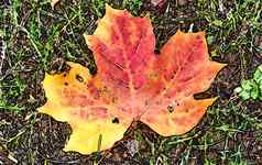 漫画风格绘画色彩斑斓的秋天叶子背景