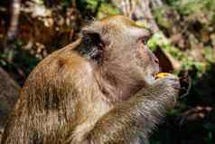 细节头长尾短尾猿猴子猴子。筋膜炎