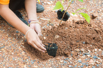 学生手学校女孩运动种植园树