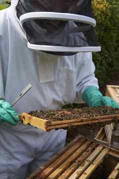 养蜂人检查框架蜂蜜蜂巢