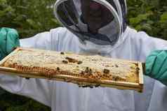 养蜂人检查框架蜂蜜蜂巢