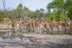 大群羚羊跳羚游戏水池喝守卫非洲