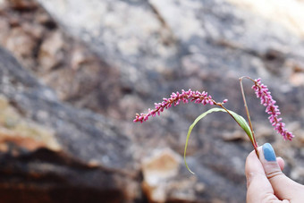 粉红色的花手