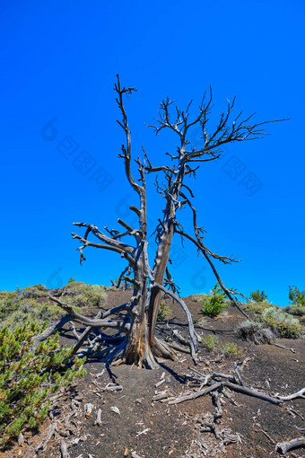 死做准备活动松太阳蓝色的天空