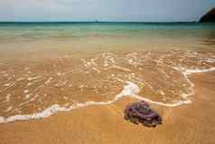 危险的紫色的水母完美的海滩海岸海