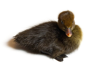 棕色（的）新生儿小鸭子特写镜头白色背景