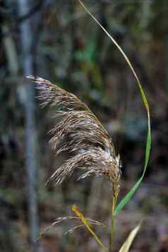 美丽的沼泽草枸杞子香蒲