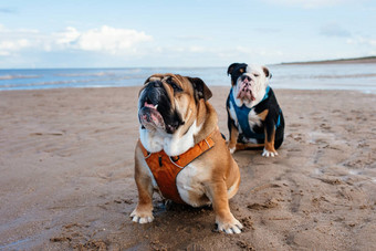 英语斗牛犬坐着<strong>海边</strong>夏天