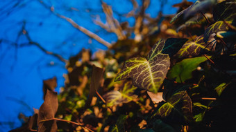 特写镜头拍摄艾薇植物攀<strong>爬树</strong>清晰的蓝色的