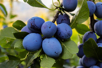 集团蓝色的成熟的大李子分支李子果园成熟的蓝色的李子分支