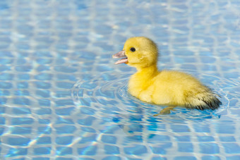 黄色的小可爱的<strong>小鸭子游泳</strong>池<strong>小鸭子游泳</strong>水晶清晰的蓝色的水阳光明媚的夏天一天