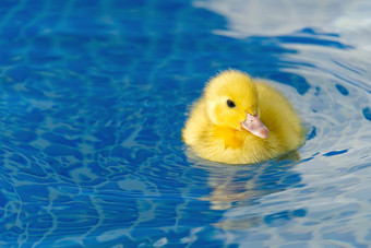黄色的小可爱的小<strong>鸭子游泳</strong>池小<strong>鸭子游泳</strong>水晶清晰的蓝色的水阳光明媚的夏天一天