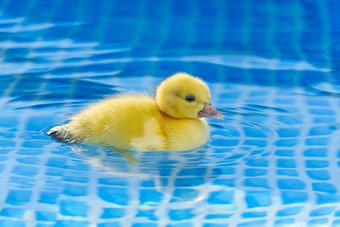 黄色的小可爱的<strong>小鸭子</strong>游泳池<strong>小鸭子</strong>游泳水晶清晰的蓝色的水阳光明媚的夏天一天