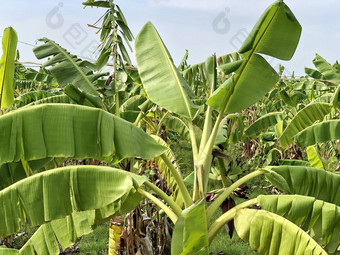 <strong>香蕉</strong>种植园培养农业场农村村钦奈