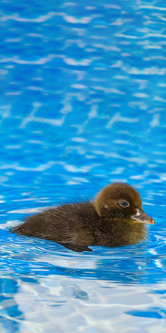 棕色（的）小可爱的小鸭子游泳池黑色的小鸭子swimm