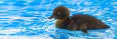 棕色（的）小可爱的小鸭子游泳池黑色的小鸭子游泳水晶清晰的蓝色的水阳光明媚的夏天一天