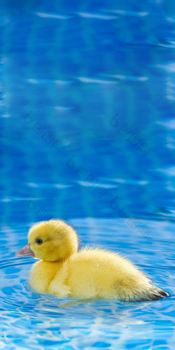黄色的小可爱的小鸭子游泳池小鸭子游泳水晶清晰的蓝色的水阳光明媚的夏天一天