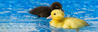 黄色的小可爱的小鸭子游泳池小鸭子游泳水晶清晰的蓝色的水阳光明媚的夏天一天