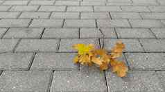 泛黄干枫木叶子灰色的石头人行道上特写镜头秋天树叶叶秋天