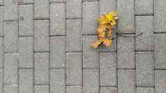 泛黄干枫木叶子灰色的石头人行道上特写镜头秋天树叶叶秋天