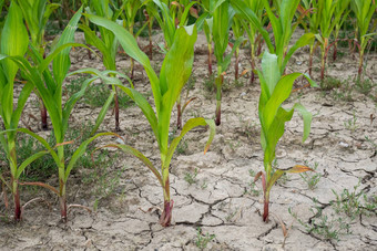 坏玉米收获玉米场干土壤