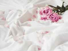 粉红色的玫瑰花瓣皱巴巴的白色织物自然优雅的