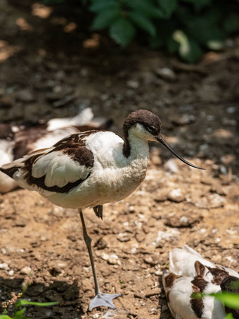 Avocet走湖欧洲鸟