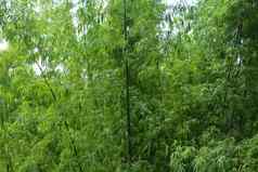 绿色叶子棕色（的）竹子棒成长